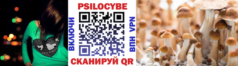 Псилоцибиновые грибы Cubensis  blacksprut сайт  Урень  цена наркотик 